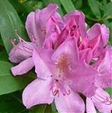 Азалия Японская - Catawbiense Roseum Elegans D23 H60