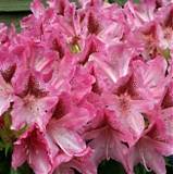 Азалия Японская - Сaucasicum  Cosmopolitan D23 H60