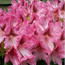 Азалия Японская - Сaucasicum  Cosmopolitan D23 H60