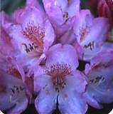 Азалия Японская - Eucharitis D26 H70