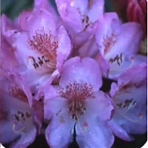 Азалия Японская - Eucharitis D26 H70