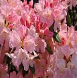 Азалия Японская - Yakushimanum Percy Wiseman D23 H60