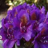 Азалия Японская - Ponticum Marcel Menard D23 H60