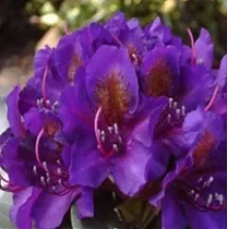 Азалия Японская - Ponticum Marcel Menard D23 H60