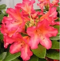Азалия Японская - Scyphocalix D23 H60