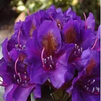 Азалия Японская - Ponticum Marcel Menard D26 H70