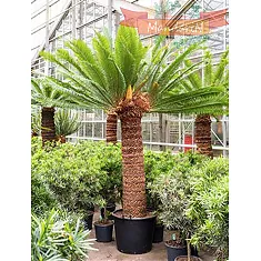 Пальма Цикас революта – Cycas revoluta D60 H310