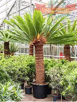 Пальма Цикас революта – Cycas revoluta D60 H300