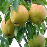 Груша обыкновенная Москвичка