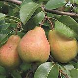 Груша обыкновенная Велеса