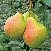 Груша обыкновенная Памяти Яковлева