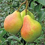 Груша обыкновенная Памяти Яковлева