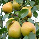 Груша обыкновенная Кафедральная