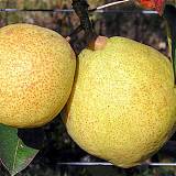 Груша обыкновенная Киффер