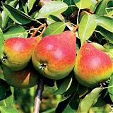 Груша обыкновенная Краснобокая