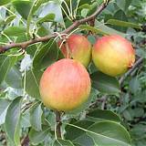 Груша обыкновенная Красуля