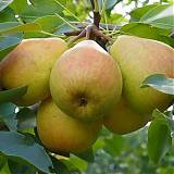 Груша обыкновенная Отрадненская