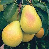Груша обыкновенная Чижовская