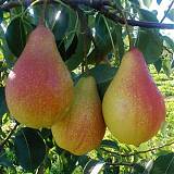 Груша обыкновенная Лада