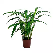 Калатея Руфибарба - Calathea rufibarba  D15 H60