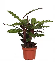 Калатея Руфибарба - Calathea rufibarba  D15 H50