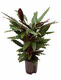 Калатея Руфибарба - Calathea rufibarba  D20 H90