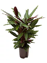 Калатея Руфибарба - Calathea rufibarba  D20 H90
