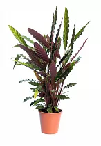 Калатея Руфибарба - Calathea rufibarba  D24 H110