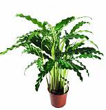 Калатея Руфибарба - Calathea rufibarba  D18 H80