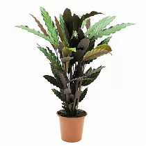 Калатея Руфибарба - Calathea rufibarba  D24 H100