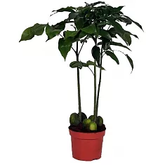 Кастаноспермум - Castanospermum D15 H90