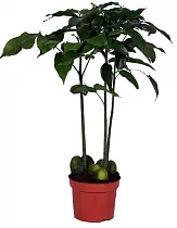 Кастаноспермум - Castanospermum D15 H90