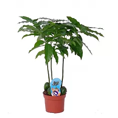 Кастаноспермум - Castanospermum D12 H50