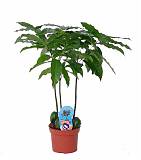 Кастаноспермум - Castanospermum D12 H50