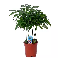 Кастаноспермум - Castanospermum D18 H60