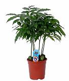 Кастаноспермум - Castanospermum D18 H60