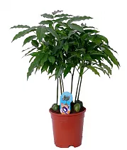 Кастаноспермум - Castanospermum D18 H60
