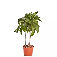 Кастаноспермум - Castanospermum D12 H40