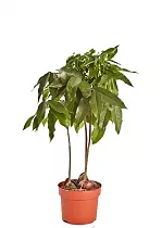Кастаноспермум - Castanospermum D12 H40
