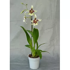 Беаллара - Beallara Tahoma Glacier Green 1 цветонос D12 H66