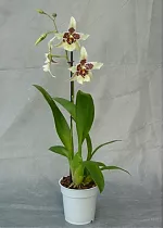 Беаллара - Beallara Tahoma Glacier Green 1 цветонос D12 H66