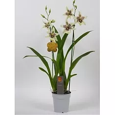 Беаллара - Beallara Tahoma Glacier Green 2 цветоноса D12 H65