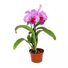 Каттлея - Cattleya D12 H35