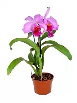 Каттлея - Cattleya D12 H35