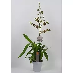 Колманара - Colmanara Painter Tropicjungle D12 H80