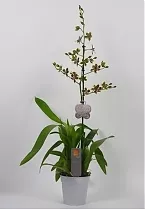 Колманара - Colmanara Painter Tropicjungle D12 H80