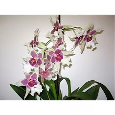 Беаллара - Beallara Tahoma Glacier Green 3 цветоноса D12 H65
