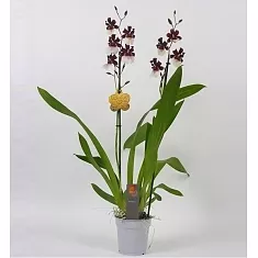 Мильтонидиум Бартли Шварц 2 цветоноса - Miltonidium Bartley Schwartz D12 H65