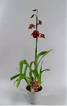 Одонтиода  - Odontioda  Stirbic 1 цветонос D12 H70