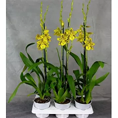 Одонтоцидиум - Odontocidium Tiger Barb Plenty 1 цветонос D12 H70